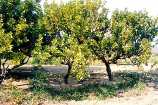 Μεγάλες οι ζημιές στην παραγωγή μαστίχας