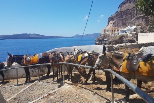 Τέλος στη γαϊδουρινή υπομονή