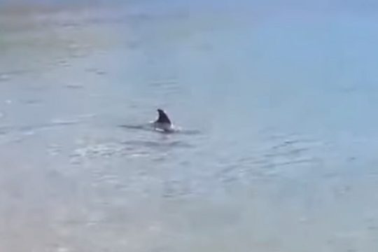 Δελφίνι βγαίνει στα ρηχά σε παραλία της Σκύρου [Βίντεο]