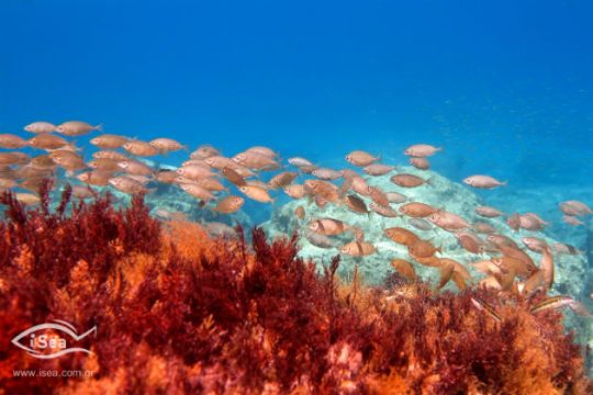 Τι πρέπει να γνωρίζουμε για τα τοξικά και δηλητηριώδη είδη των ελληνικών θαλασσών