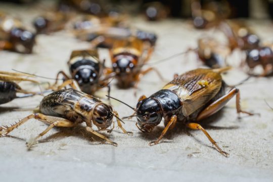 Φάτε… γρύλους, κάνει καλό!