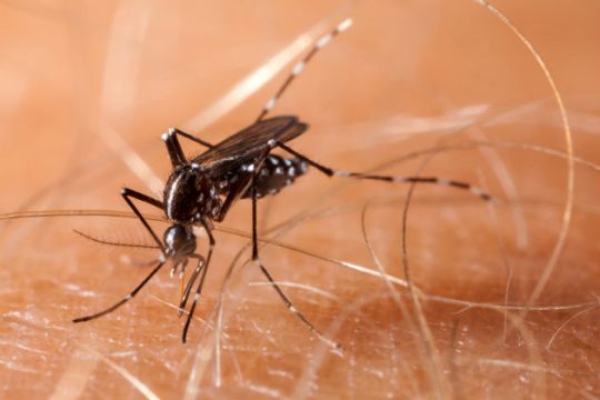 Επαγρύπνηση και εγρήγορση για τον ιό του Δυτικού Νείλου