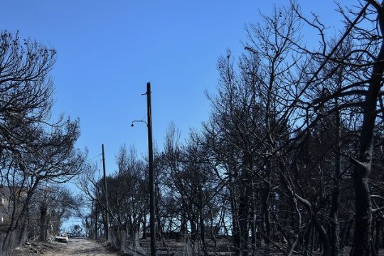 Κατά του σακχαρώδους διαβήτη των δασών