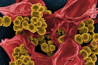 DNA και απολιθώματα ξαναγράφουν τη χρονολογία γέννησης της ζωής