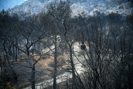 300 πεύκα και ένα δέντρο