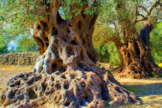 Η ελιά της Γόρτυνας και το λάθος του δημάρχου Σητείας
