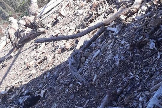 «Λουκέτο» στο Ελληνικό Κέντρο Περίθαλψης Άγριων Ζώων στην Αίγινα
