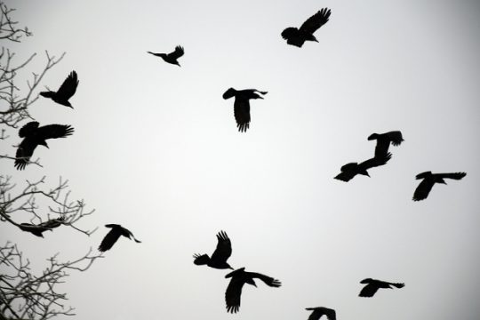 Τα κοράκια απέδειξαν ξανά την εξυπνάδα τους
