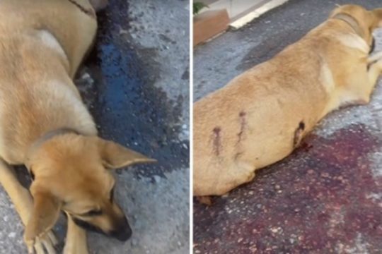 Επικήρυξαν τον δράστη που πυροβόλησε έγκυο σκυλίτσα στα Χανιά