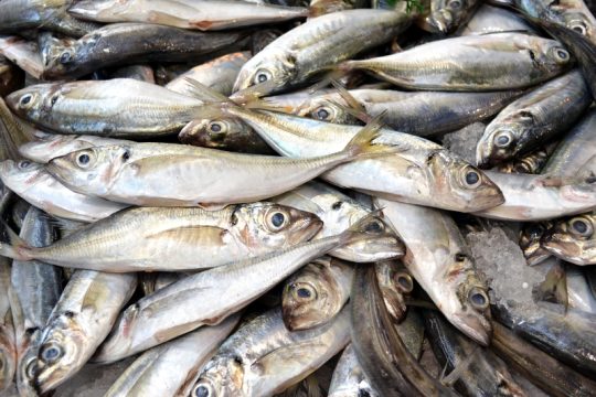 Όμορφα γηρατειά με κατανάλωση ψαριών πλούσιων σε ωμέγα-3