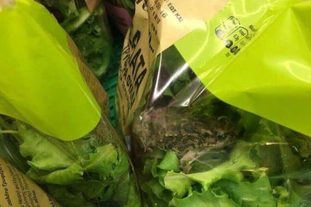 Τι απαντά η ΑΒ Βασιλόπουλος για τη σαλάτα με τον βάτραχο