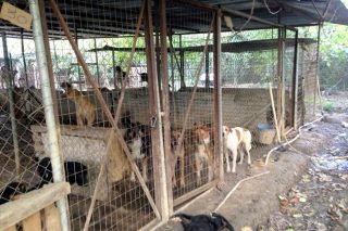 Γι’ αυτές τις εικόνες ευθύνονται δίποδα ζώα…