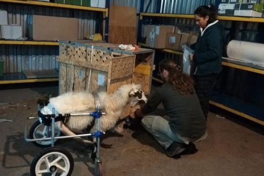 Η Γιαννούλα «πέταξε» με όπλο την αγάπη