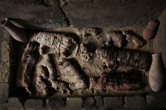Δεκάδες μούμιες με γάτες σε τάφους 6.000 ετών στην Αίγυπτο