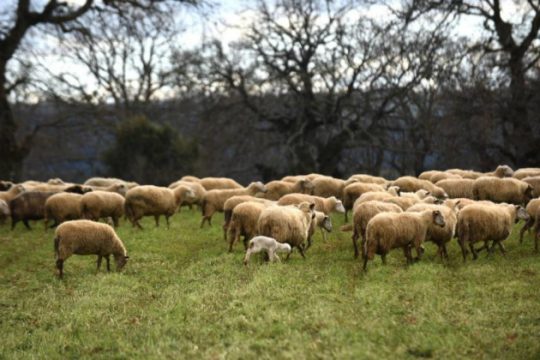 Ιεράπετρα: Του έκλεψαν το φορτηγό και τα πρόβατα