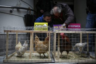 Η στάση εργασίας της ΠΟΕΔΗΝ και το… κοτέτσι