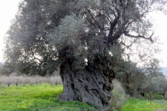 Εγκρίθηκε η ανάπλαση του μνημειακού ελαιόδεντρου Πανασού