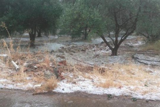 Ηράκλειο: Καταστροφές σε ελιές από χαλάζι και… ανομβρία