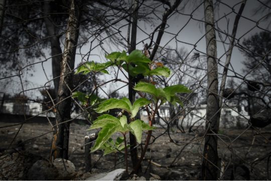 Μέσα στα επιτρεπτά όρια η τοξική ρύπανση στο Μάτι