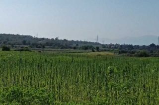 Ο σπόρος κάνναβης ρίζωσε για τα καλά στον Αχελώο