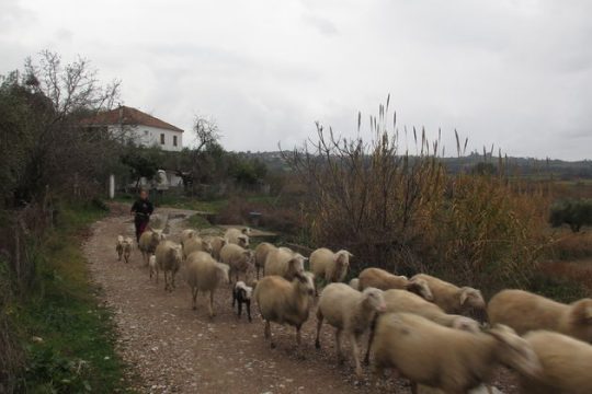 Επίθεση στη φέτα και στους αιγοπροβατοτρόφους