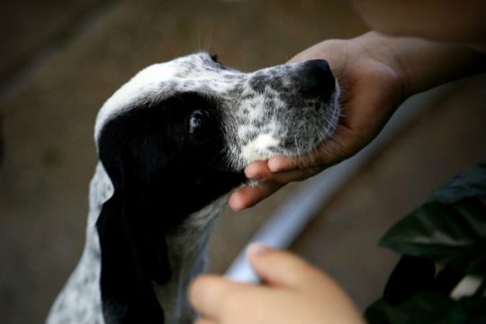 Χανιά: Φυλάκιση ενός έτους για εγκατάλειψη σκύλου