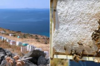 Προβλήματα και προοπτικές ανάπτυξης της μελισσοκομίας