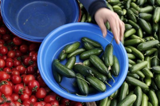 Και φθηνά ζαρζαβατικά και κυνήγι γκιουλενιστών έχει ο εκλογικός μπαξές