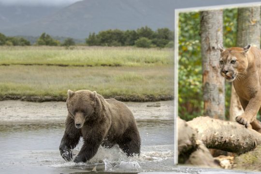 Η ανθρώπινη τροφή αλλάζει την άγρια ζωή