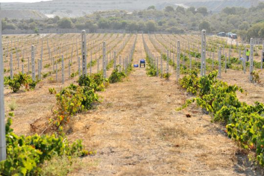 Miloterra, κρασί από… περλίτη