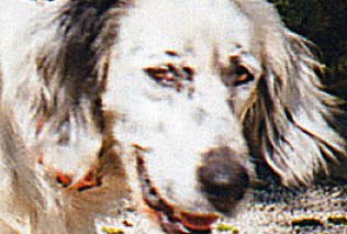 Της Αλλοπάρ*