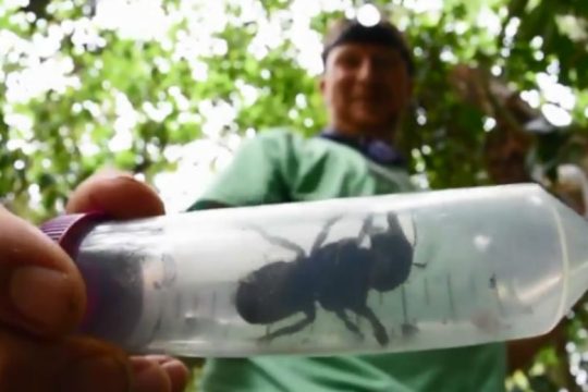 Βρέθηκε η μεγαλύτερη μέλισσα του κόσμου