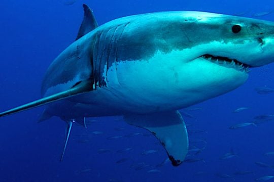 Μυστικά για τον καρκίνο κρύβει το DNA του λευκού καρχαρία
