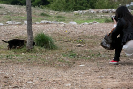 Ασυνείδητος με αντιζωοφιλική «κουλτούρα» πέταξε κουτάβια σε ρέμα