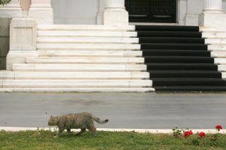 Μεγάλη μπουκιά φάε…