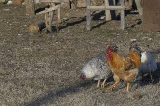 Τον δολοφόνησε για μια κότα