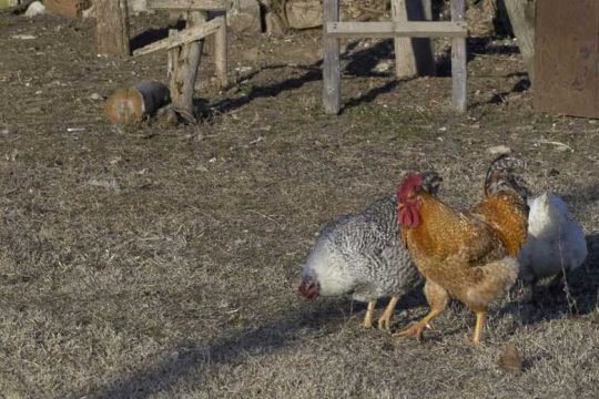 Τον δολοφόνησε για μια κότα