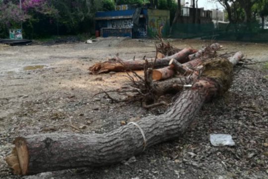 Ηράκλειο: Αντιδράσεις για τις κοπές δέντρων στο πάρκο Γεωργιάδη