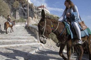 Γιατί δεν μπήκε η προστασία των ζώων στο Σύνταγμα;