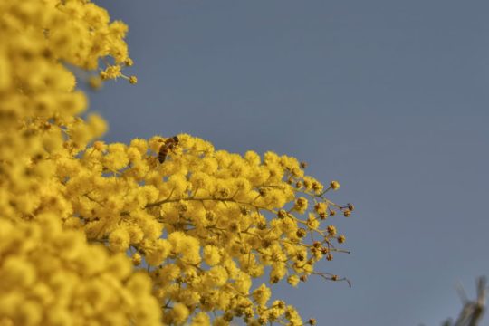 «Γυναίκες του ανέμου, της βροχής του κουρνιαχτού…»