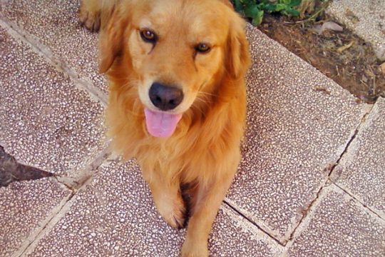 Μια e-κριτική στη σελίδα