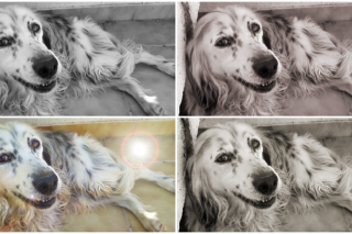 Της Αλλοπάρ*