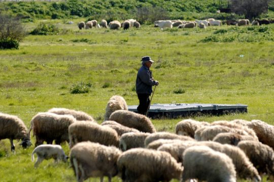 Κρήτη: 9+3 εκ. ευρώ για τους αιγοπροβατοτρόφους λόγω κακοκαιρίας