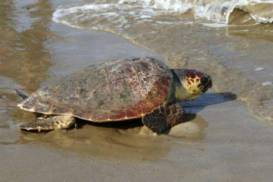 Μέτρα προστασίας της Caretta-Caretta στην παράκτια ζώνη Χανίων