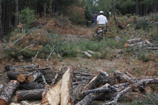 «Στοίχημα» η αναγέννηση του δάσους στο Σέιχ Σου