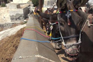Παγκόσμια διαμαρτυρία για τα γαϊδουράκια-«ταξί» της Σαντορίνης