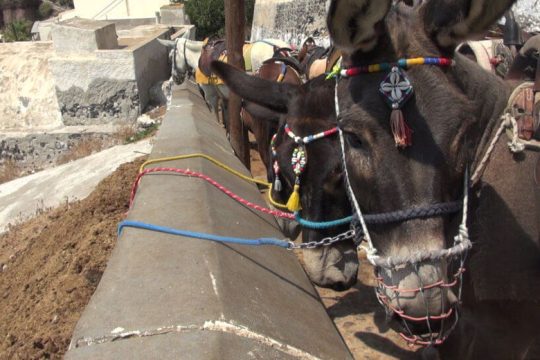 Παγκόσμια διαμαρτυρία για τα γαϊδουράκια-«ταξί» της Σαντορίνης