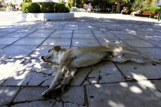 Με αφορμή μια δίκη κακοποίησης ζώων 