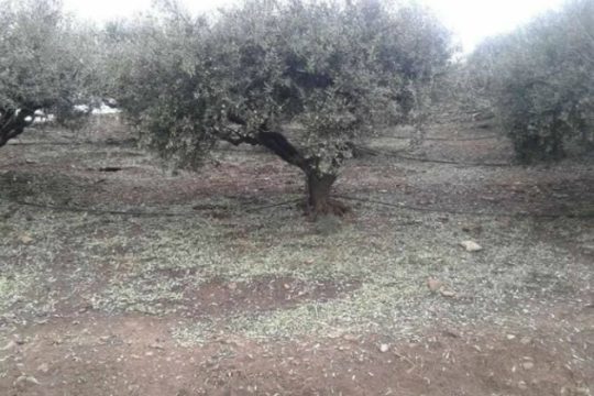 Κρήτη: Άρχισαν οι ψεκασμοί για τον δάκο