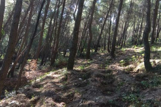 Εντοπίστηκε χασισοφυτεία – μαμούθ στη Βοιωτία